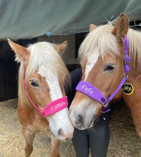 Gepersonaliseerd halster